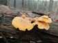 Narancssárga laskagomba (Phyllotopsis nidulans), Budai-hegység